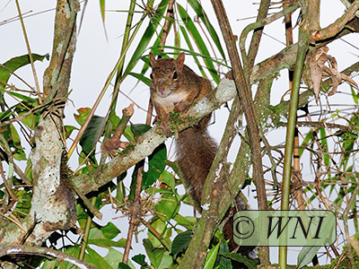 Brazilian Squirrel (Sciurus aestuans)